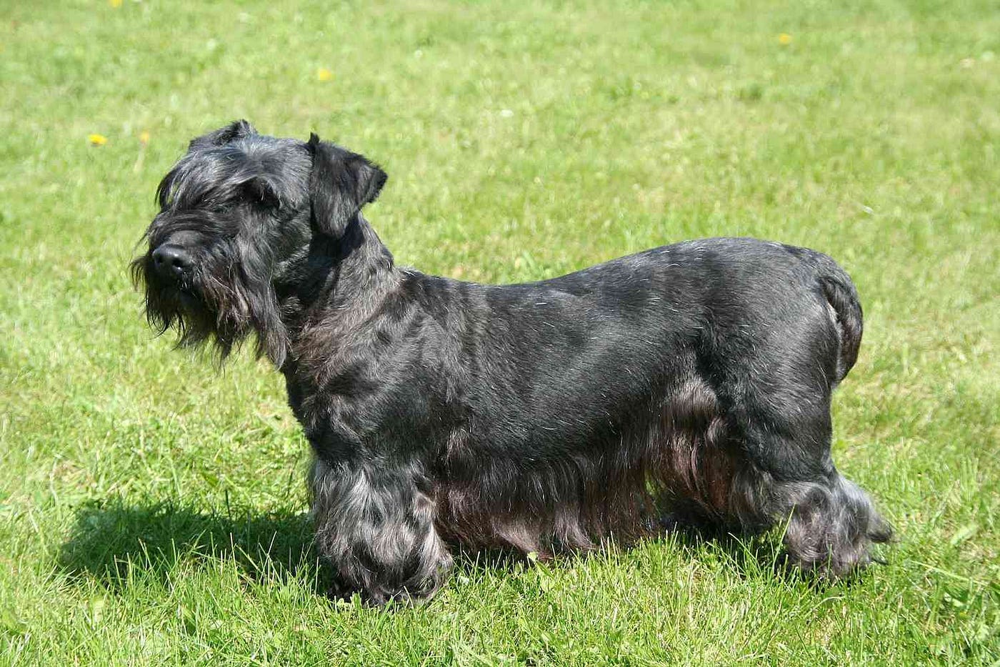 14-captivating-facts-about-cesky-terrier