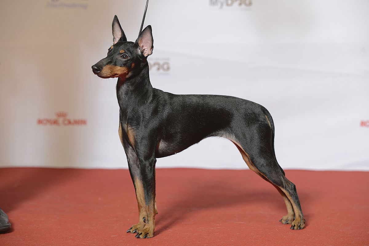 14-captivating-facts-about-english-toy-terrier-black-tan