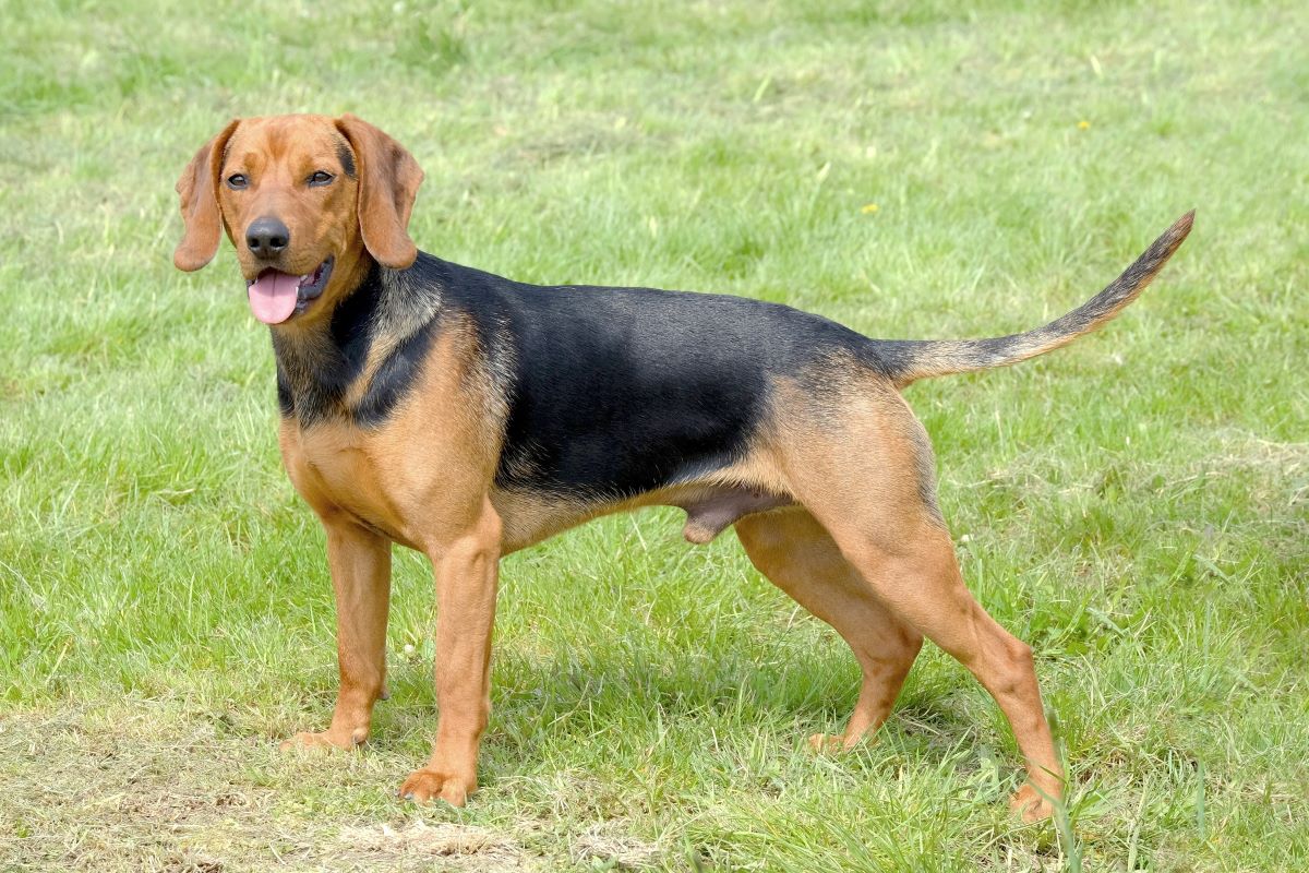 14-captivating-facts-about-yugoslavian-hound