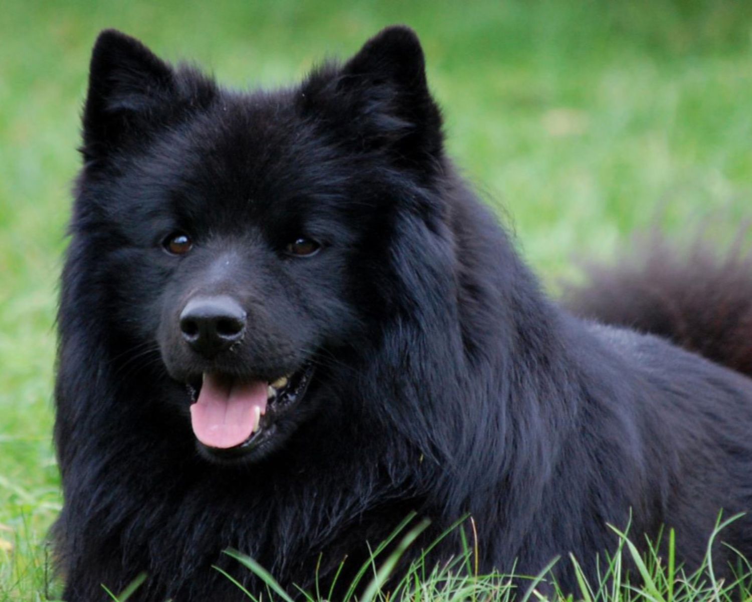 14-fascinating-facts-about-swedish-lapphund