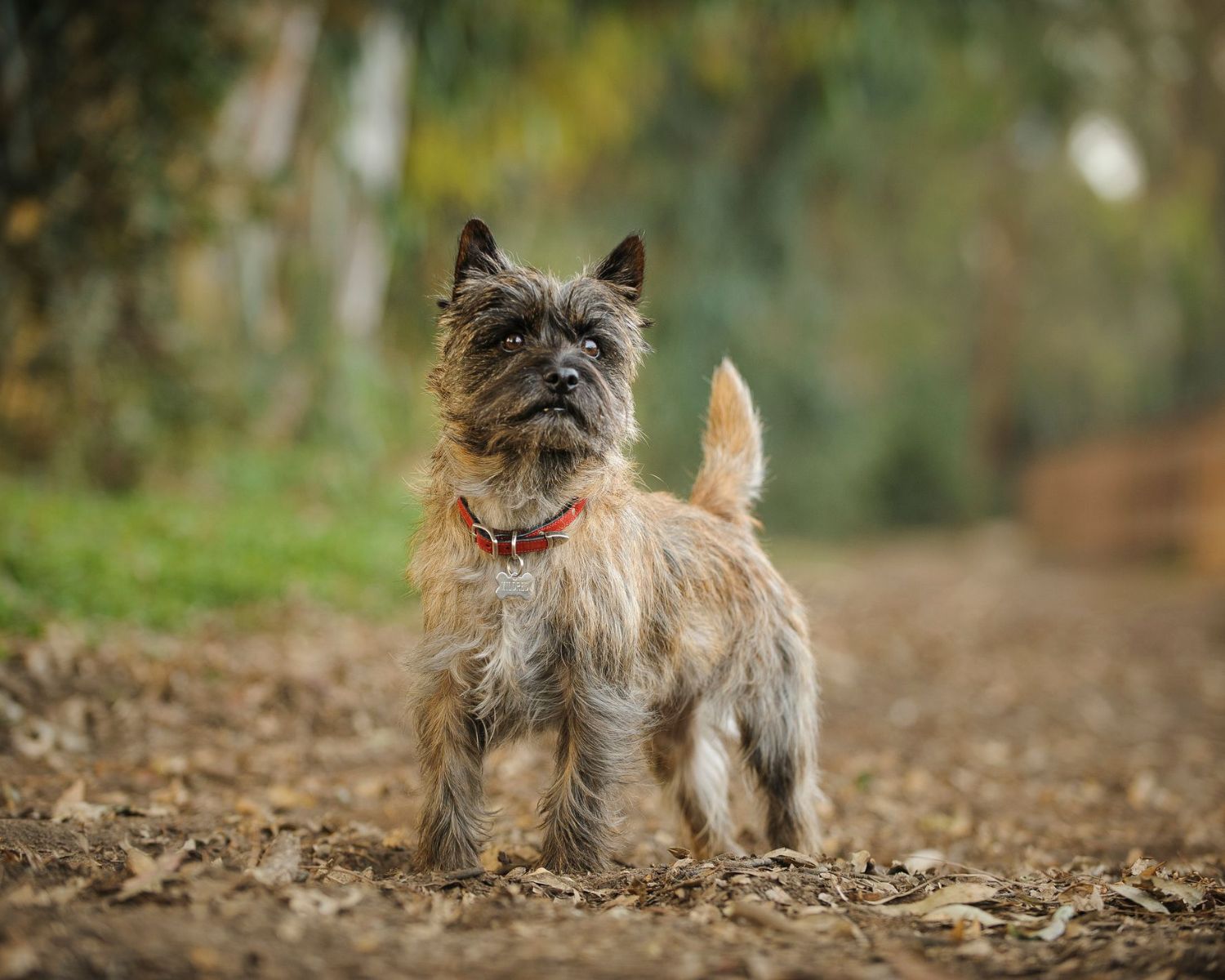 14-mind-blowing-facts-about-cairn-terrier
