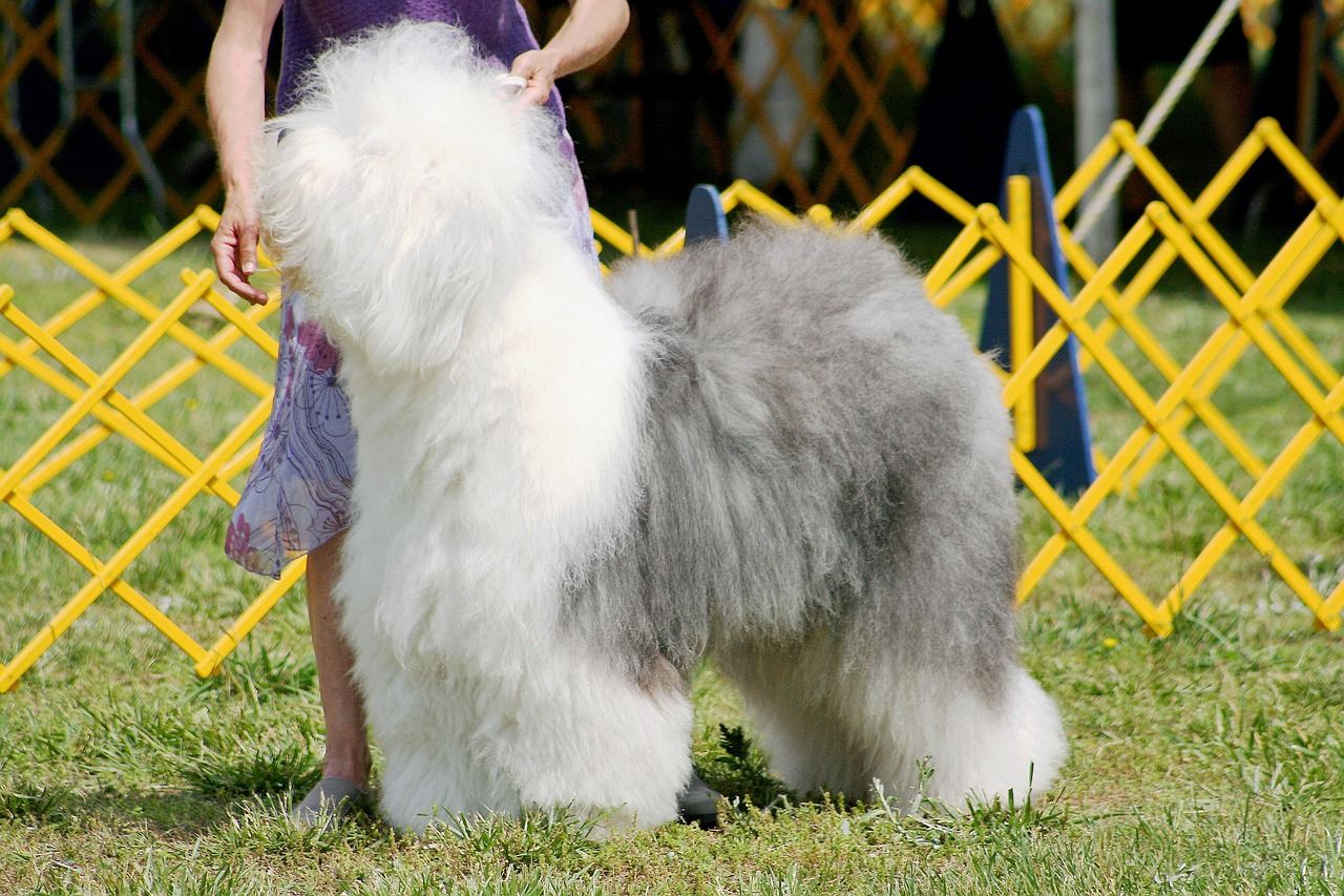 14-mind-blowing-facts-about-old-english-sheepdog