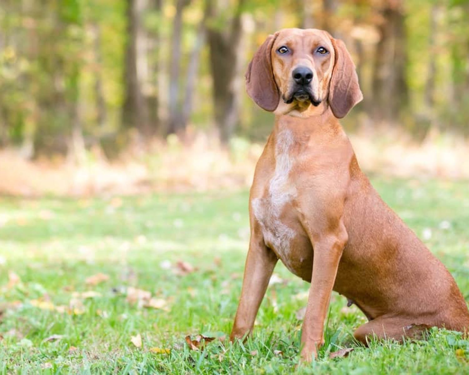14-unbelievable-facts-about-redbone-coonhound