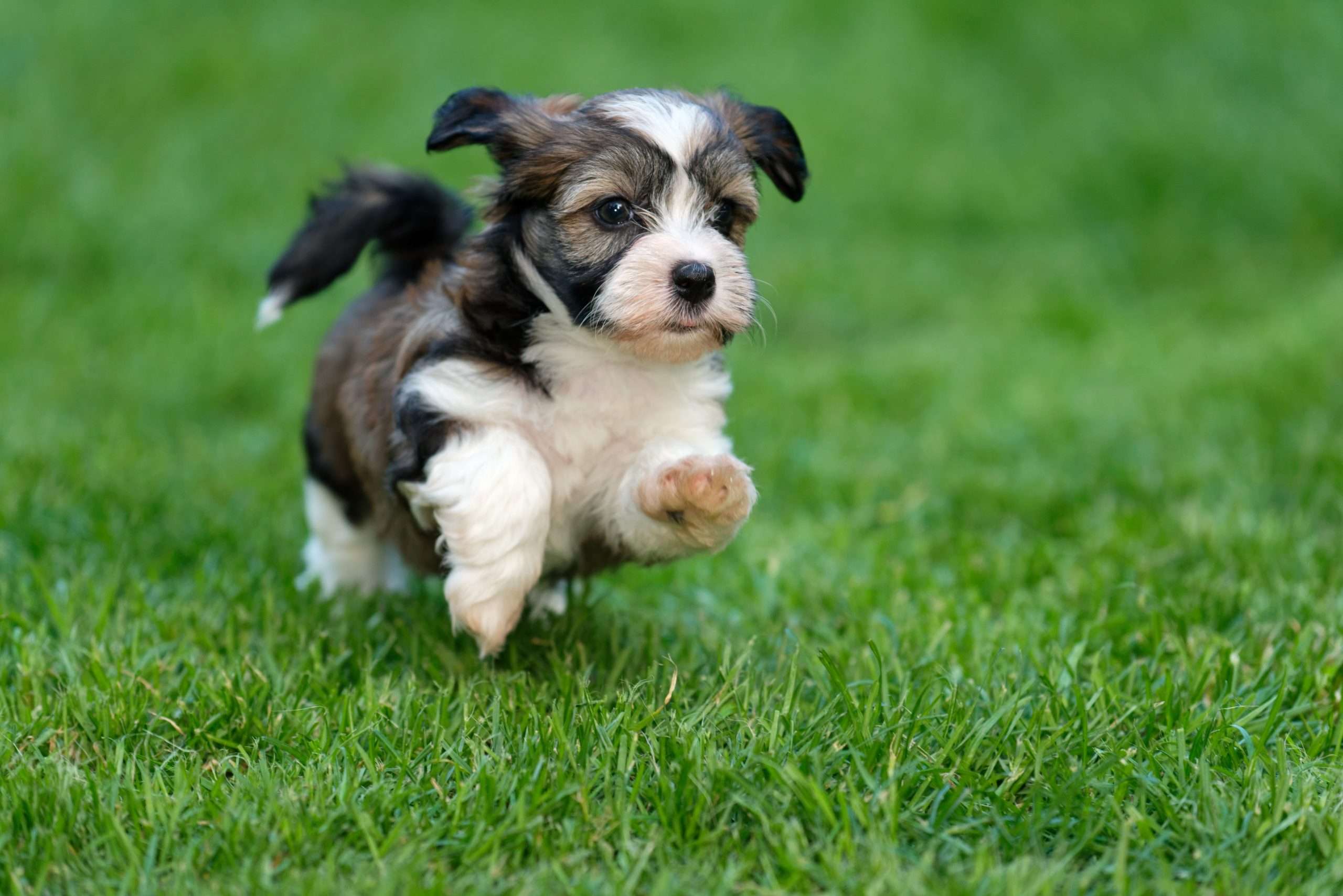 15-astounding-facts-about-havanese