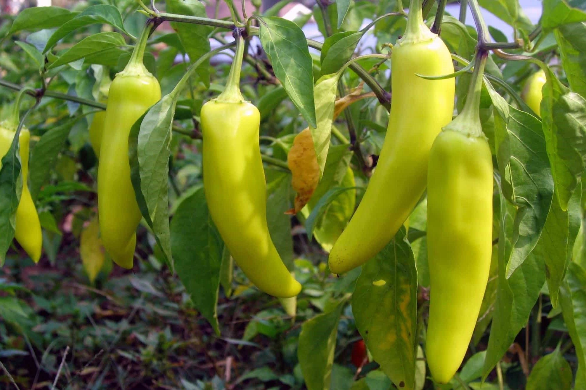 15-banana-pepper-nutrition-facts