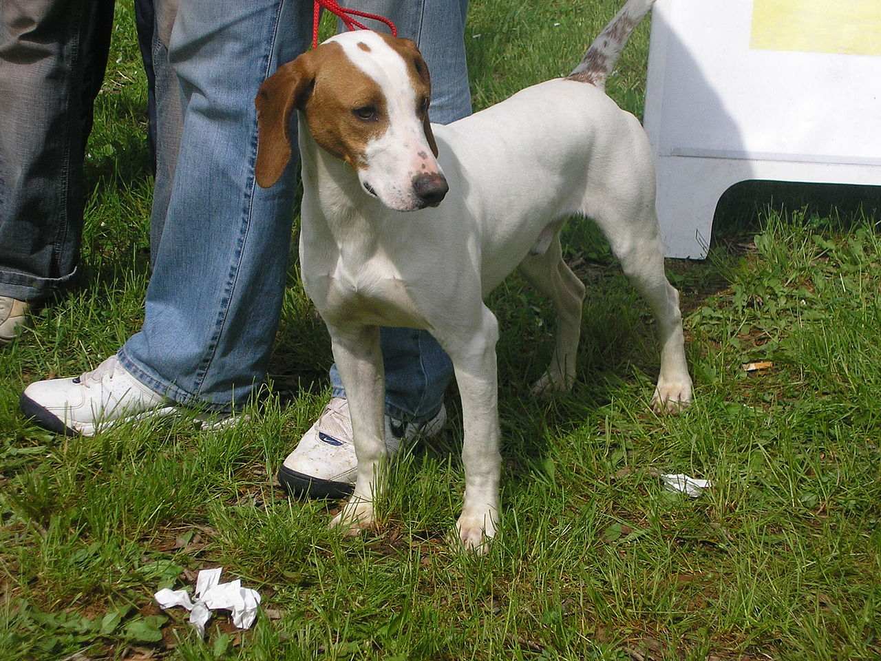 15-captivating-facts-about-istrian-shorthaired-hound