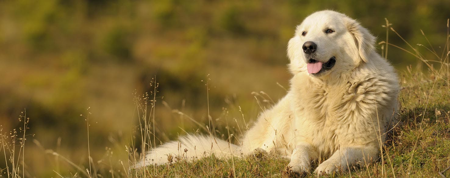 15-captivating-facts-about-maremma-sheepdog