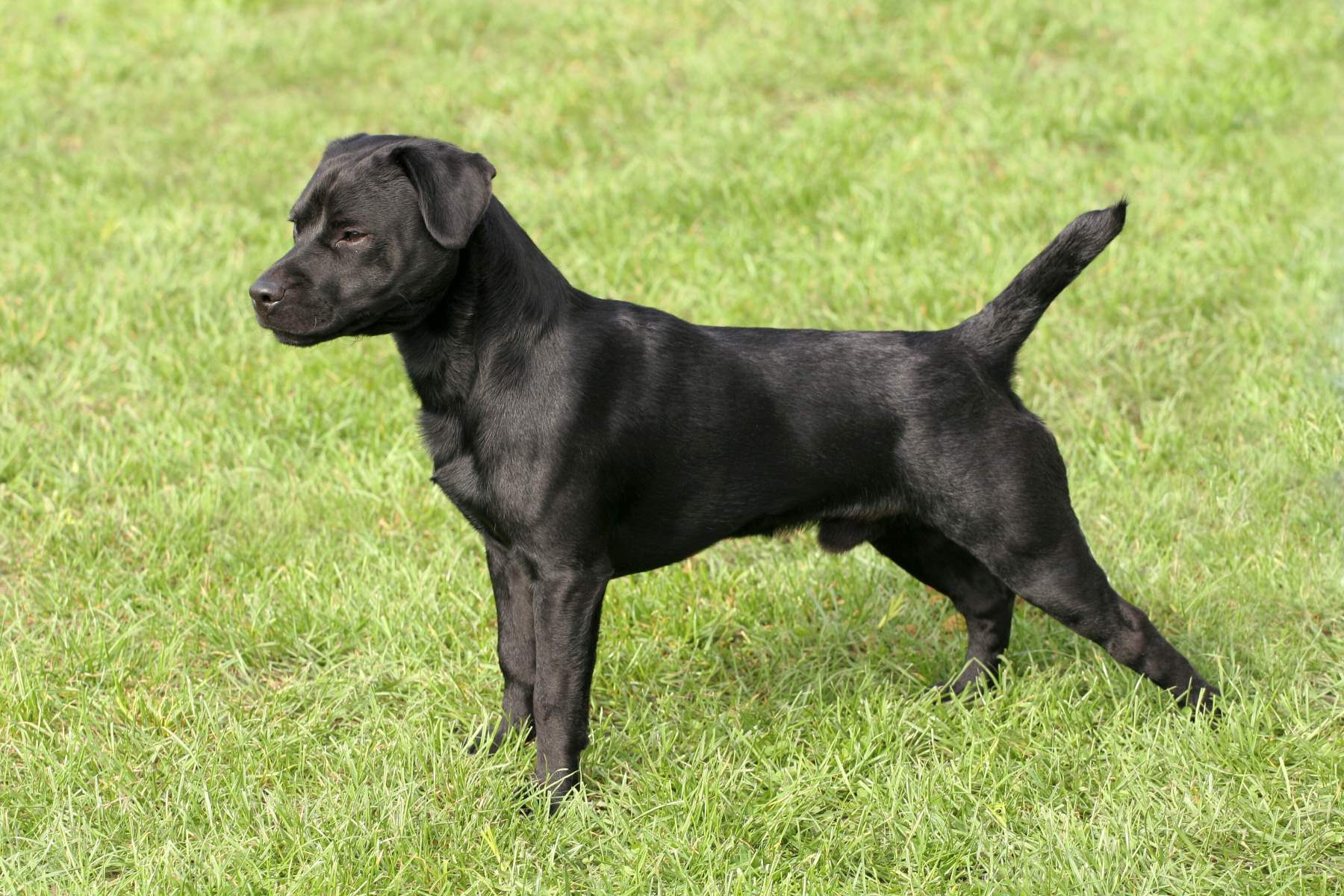 15-captivating-facts-about-patterdale-terrier