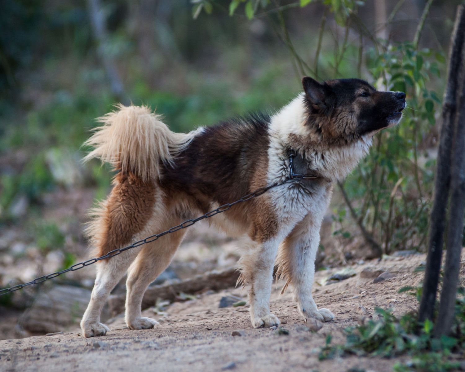 15-captivating-facts-about-thai-bangkaew-dog