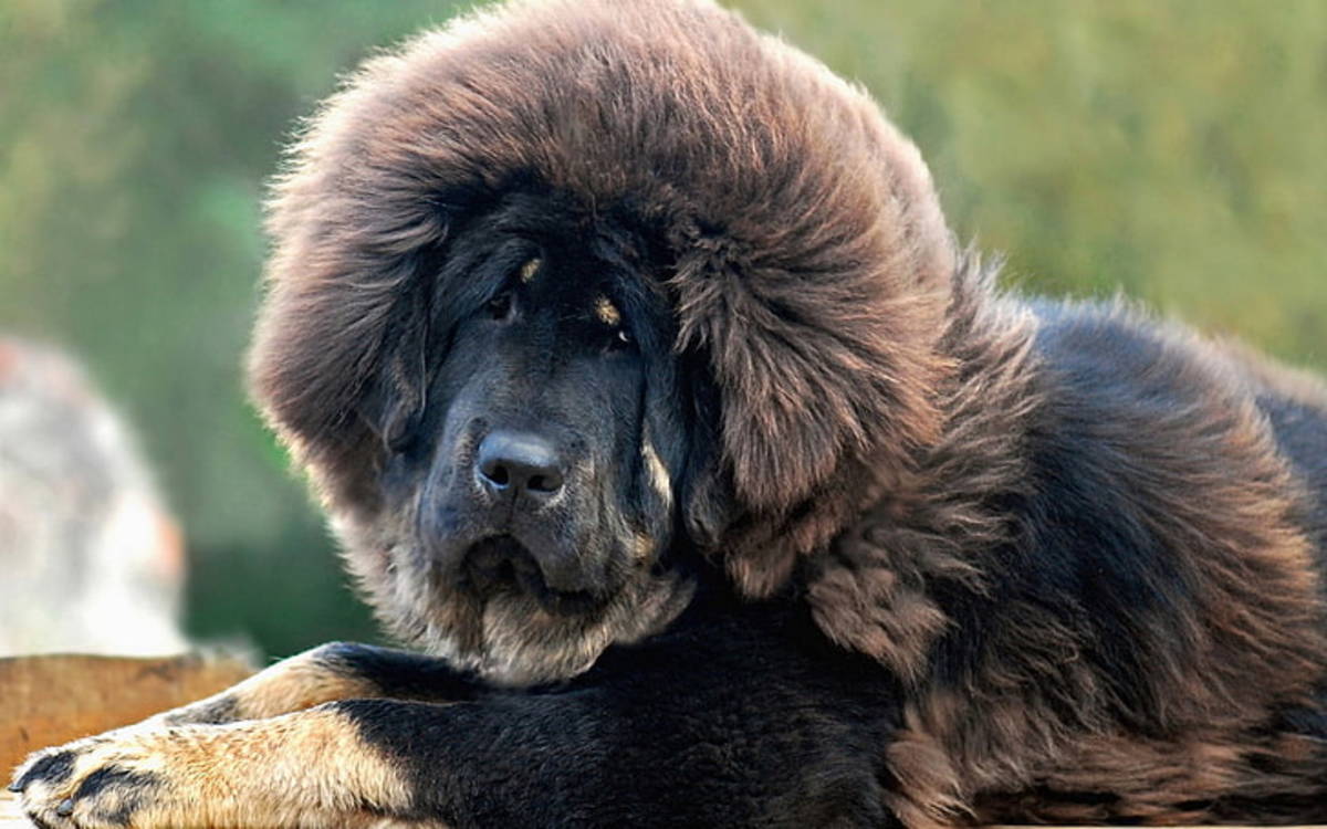 15-captivating-facts-about-tibetan-mastiff