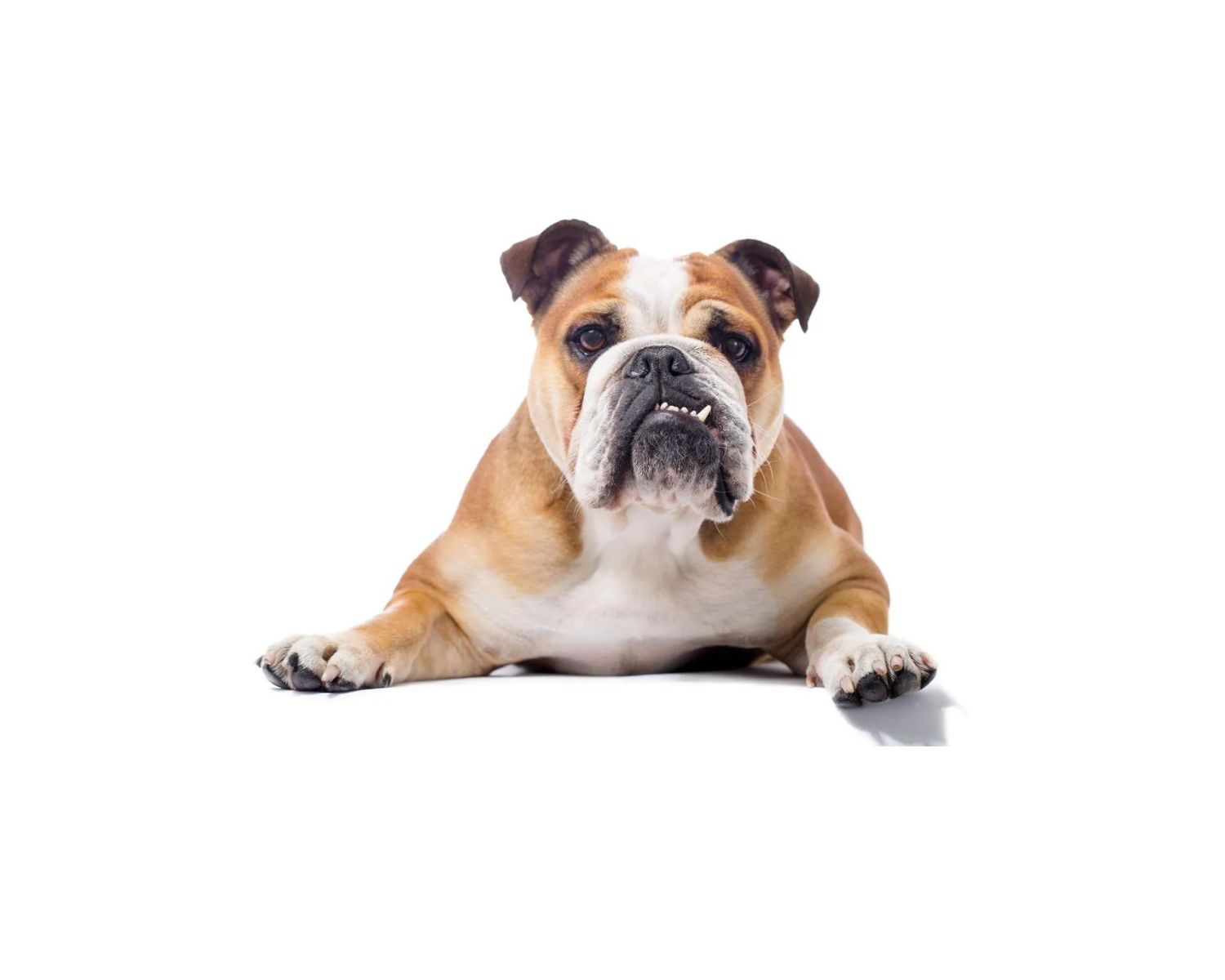 English Bulldog (character, nutrition, care)