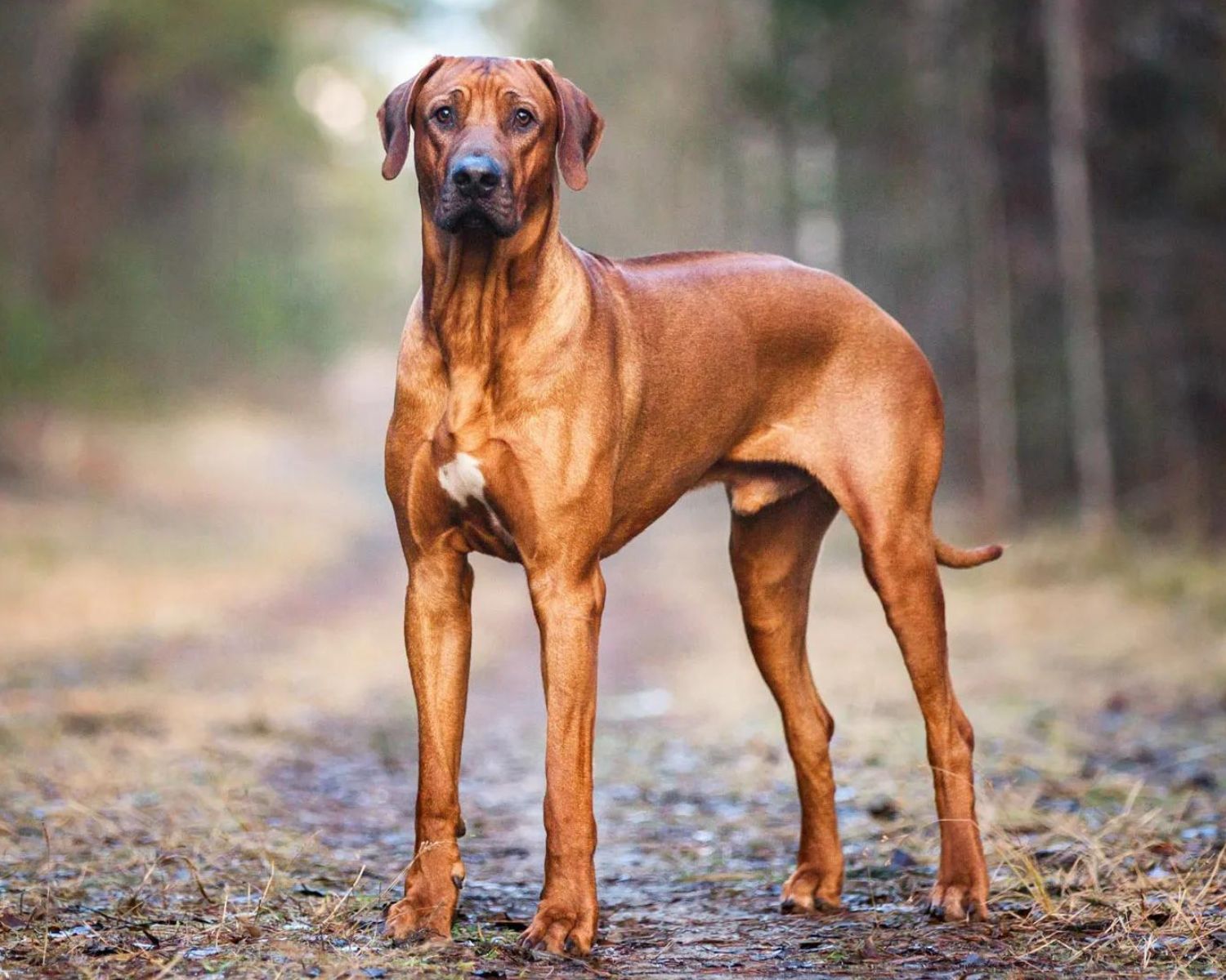 15-enigmatic-facts-about-rhodesian-ridgeback