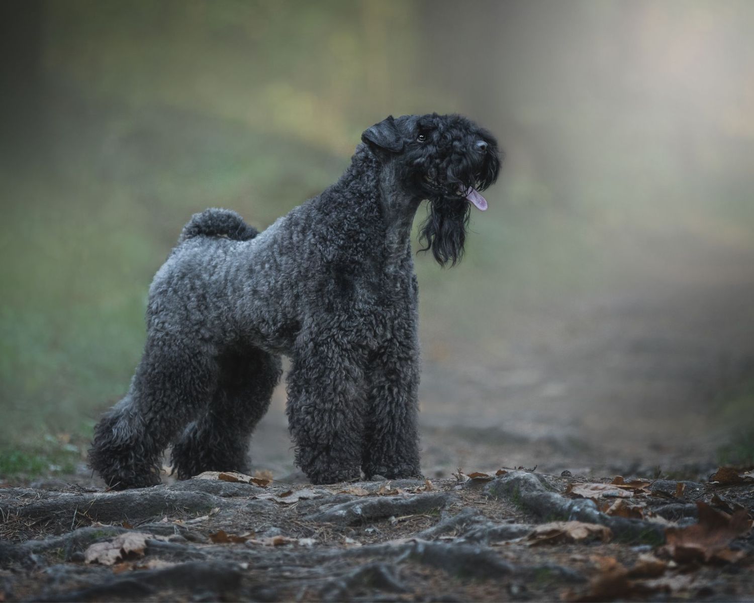 15-extraordinary-facts-about-kerry-blue-terrier