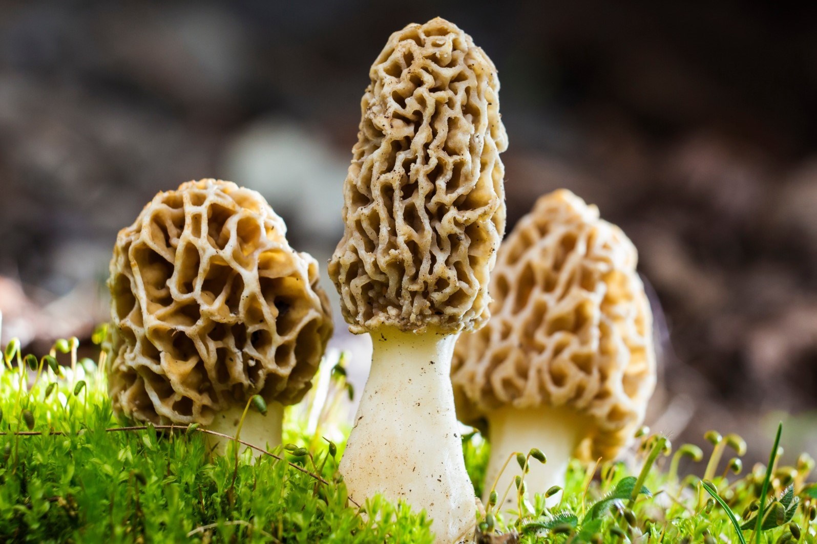 15-facts-about-morel-mushrooms