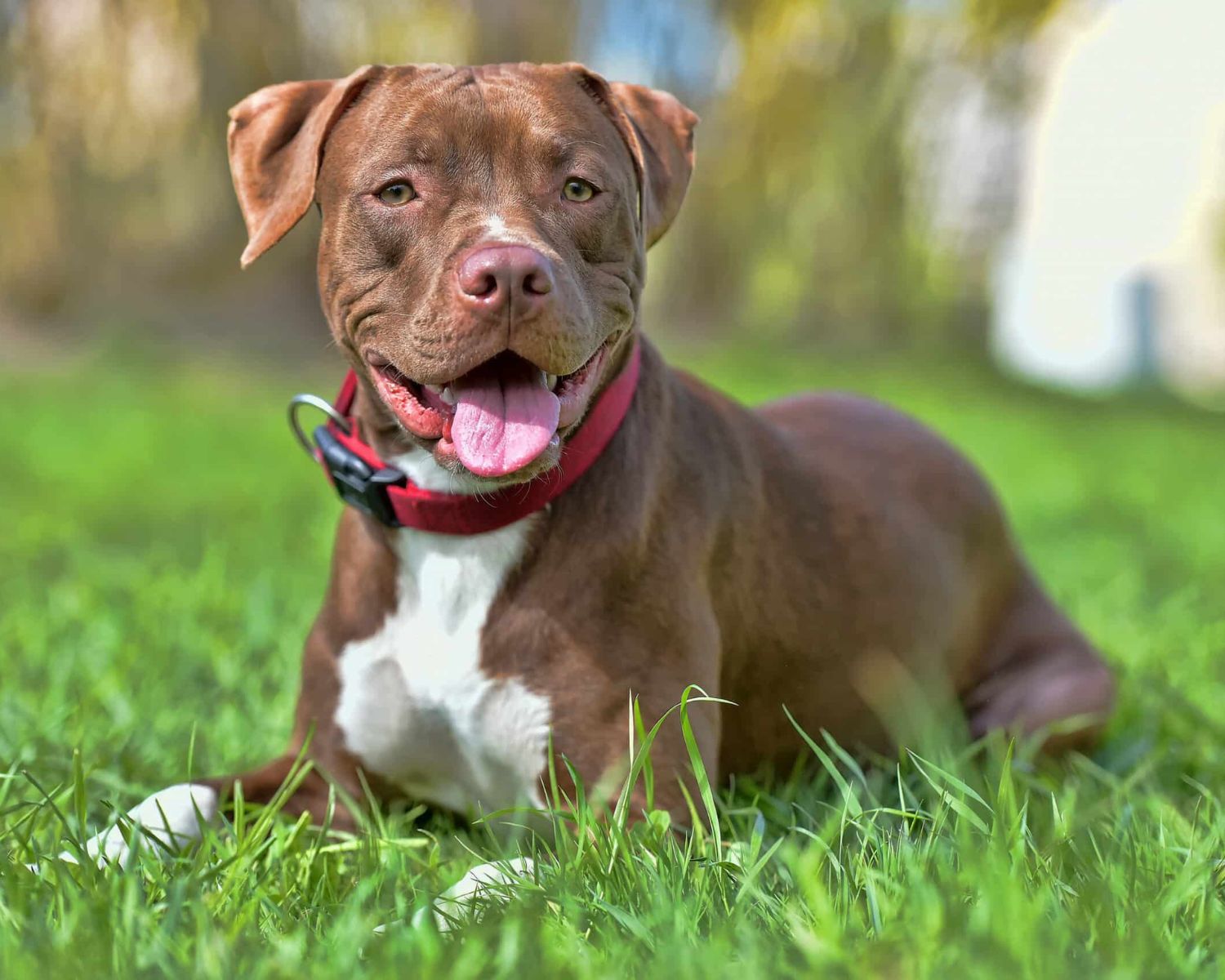 15-fascinating-facts-about-american-pit-bull-terrier