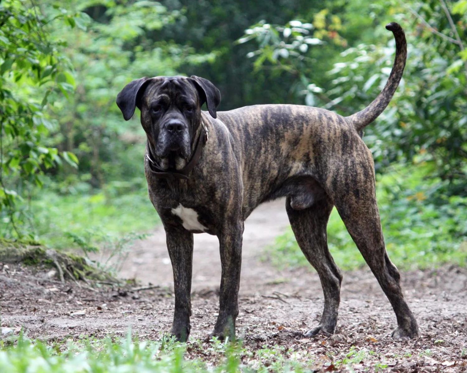 15-fascinating-facts-about-cane-corso