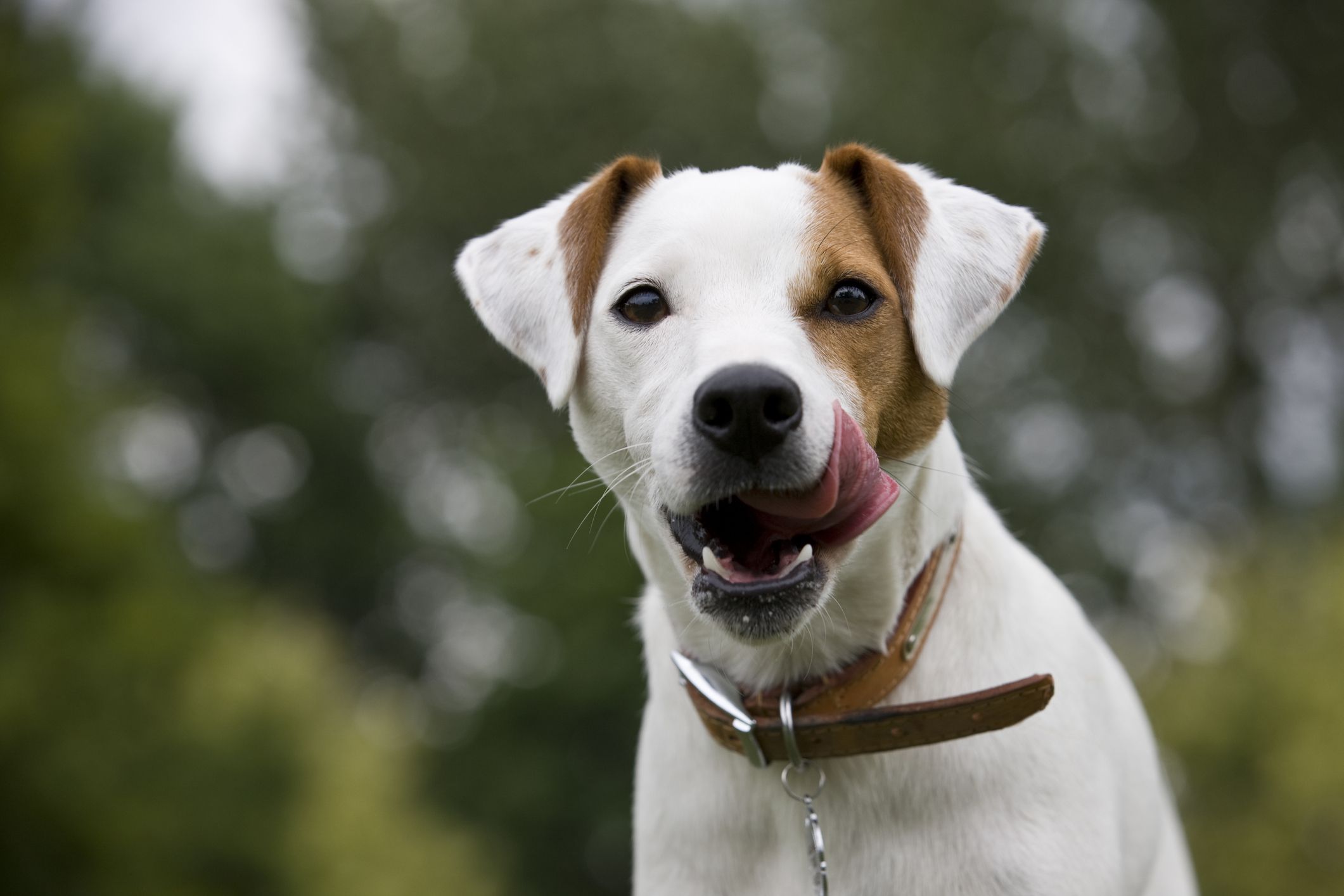 15-fascinating-facts-about-parson-russell-terrier