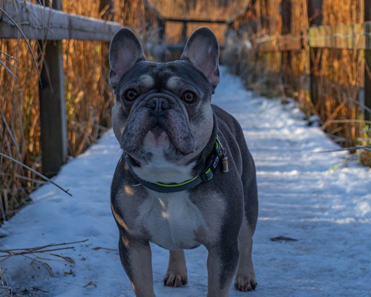 15-intriguing-facts-about-french-bulldog