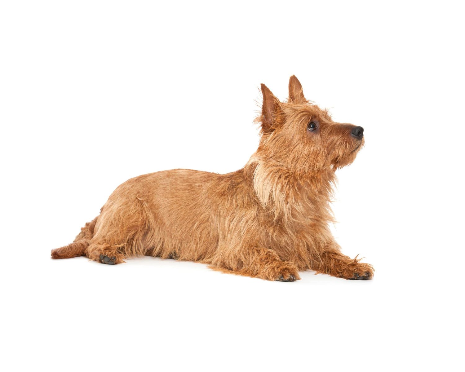 15-mind-blowing-facts-about-australian-terrier