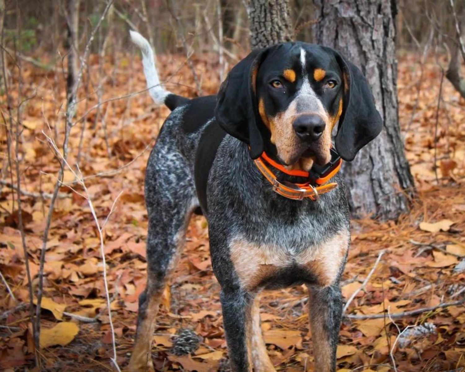 15-mind-blowing-facts-about-bluetick-coonhound