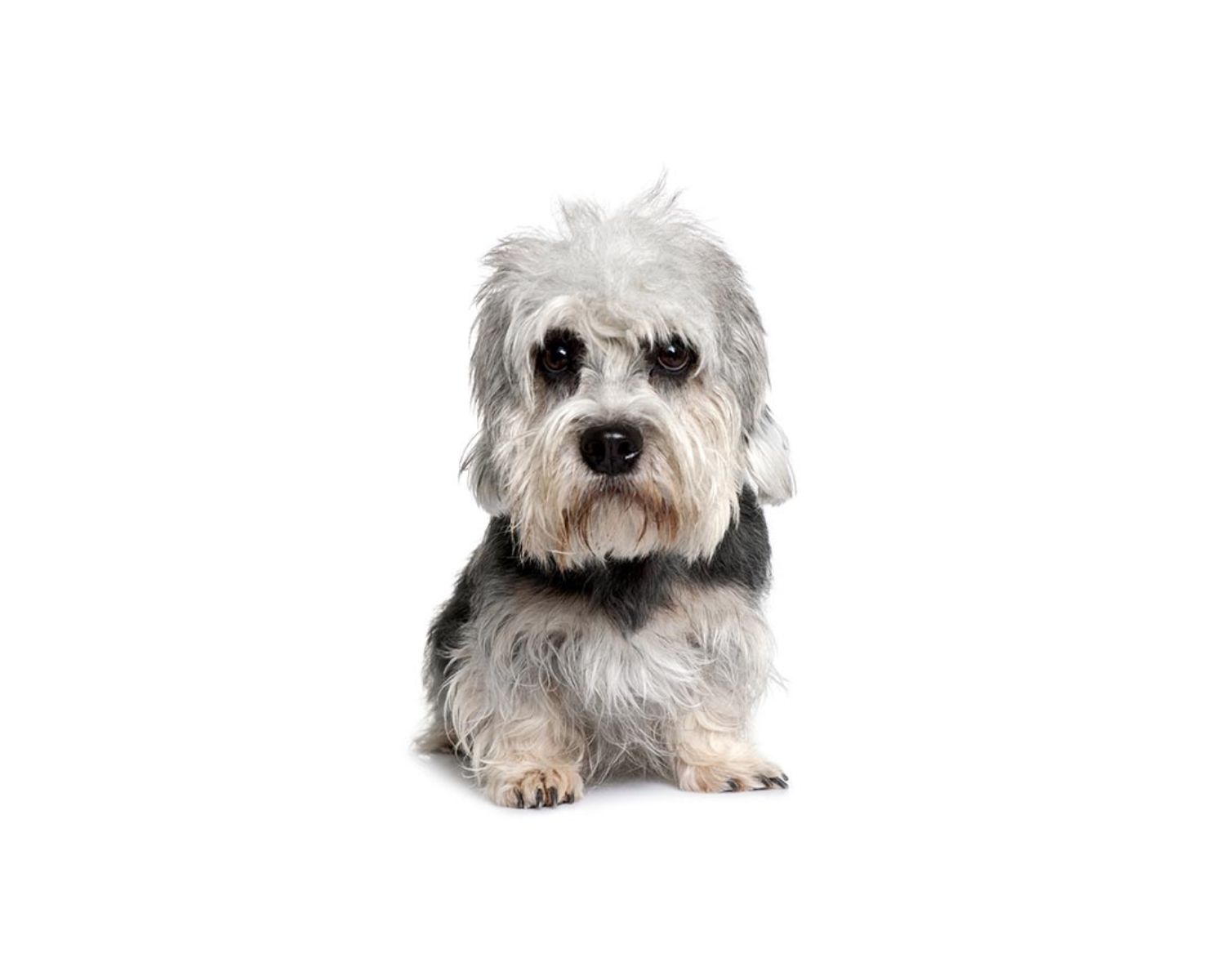 15-mind-blowing-facts-about-dandie-dinmont-terrier