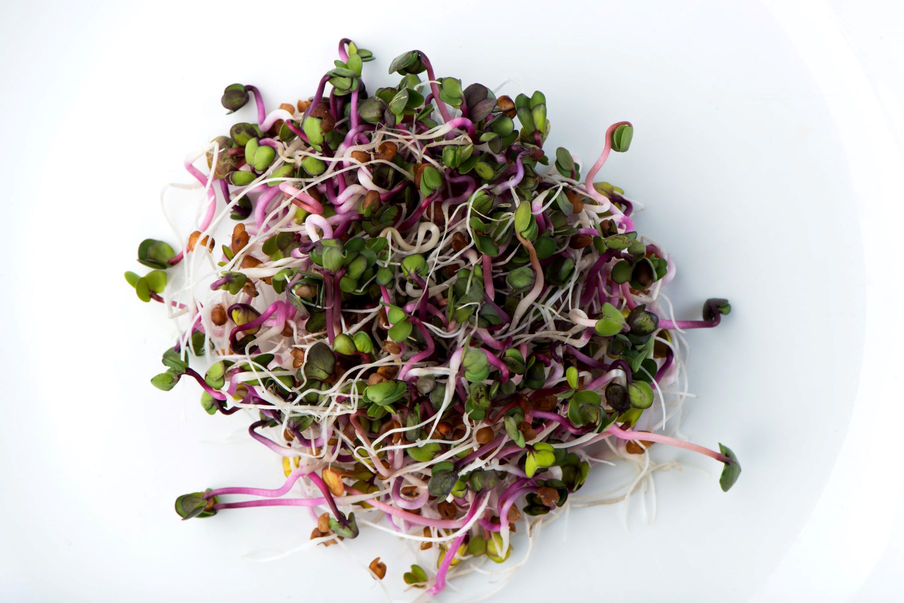 15-radish-sprouts-nutrition-facts
