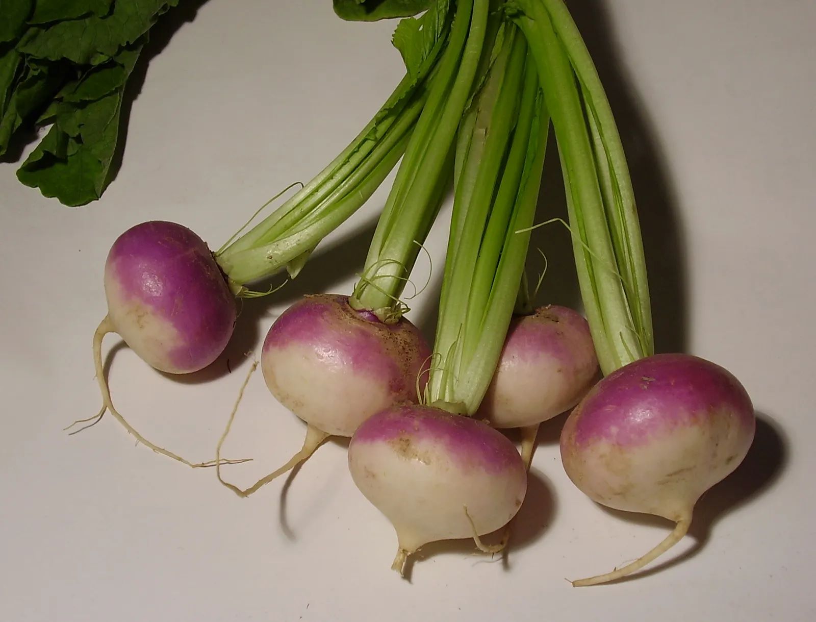 15-turnip-facts