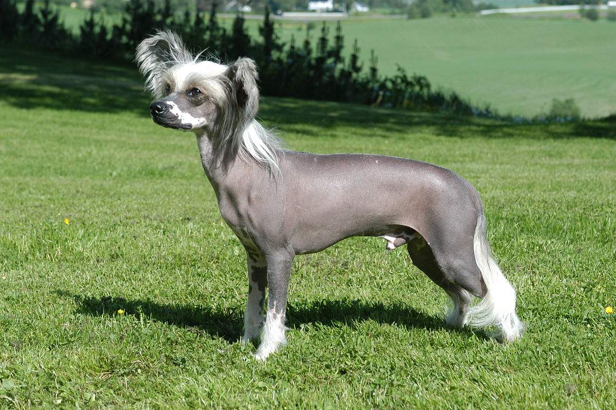15-unbelievable-facts-about-chinese-crested