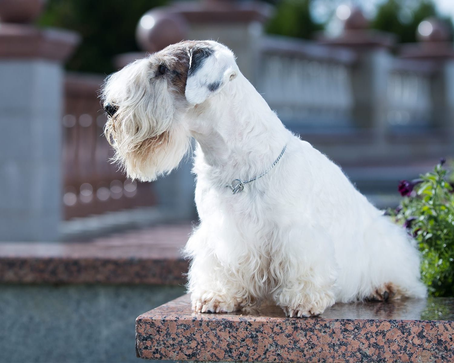 15-unbelievable-facts-about-sealyham-terrier
