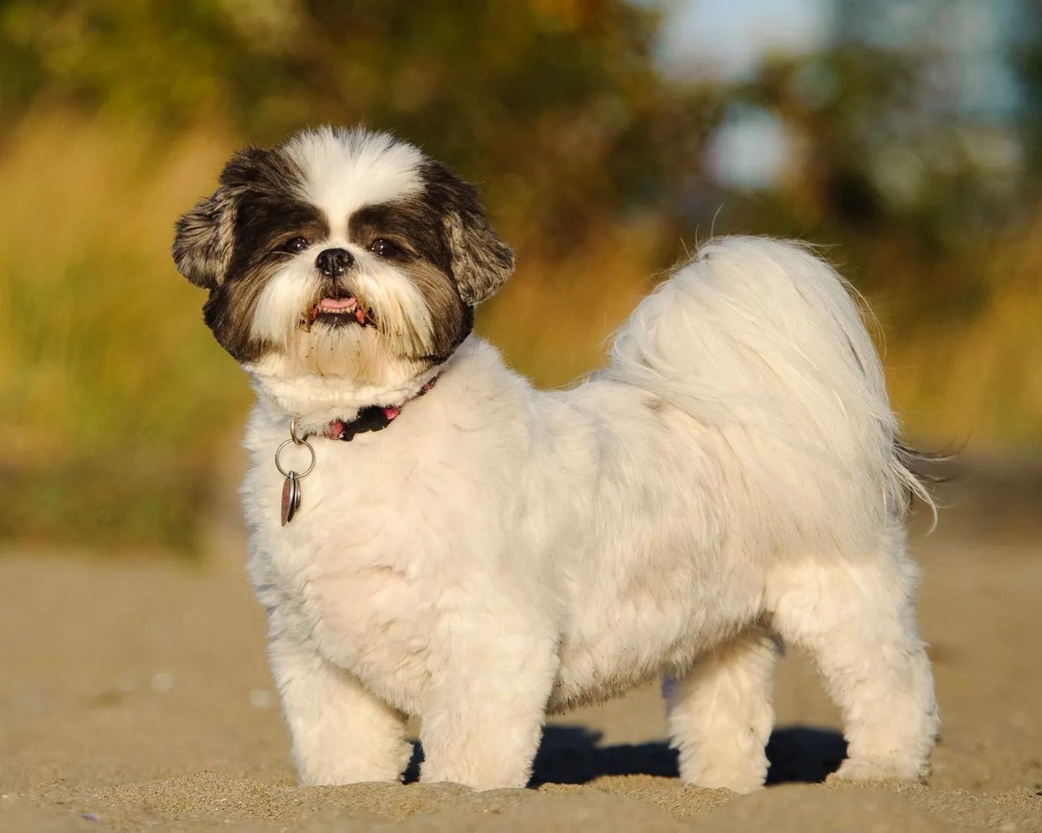 Shih Tzu Dog Breed Guide: Amazing Facts, Health And Care