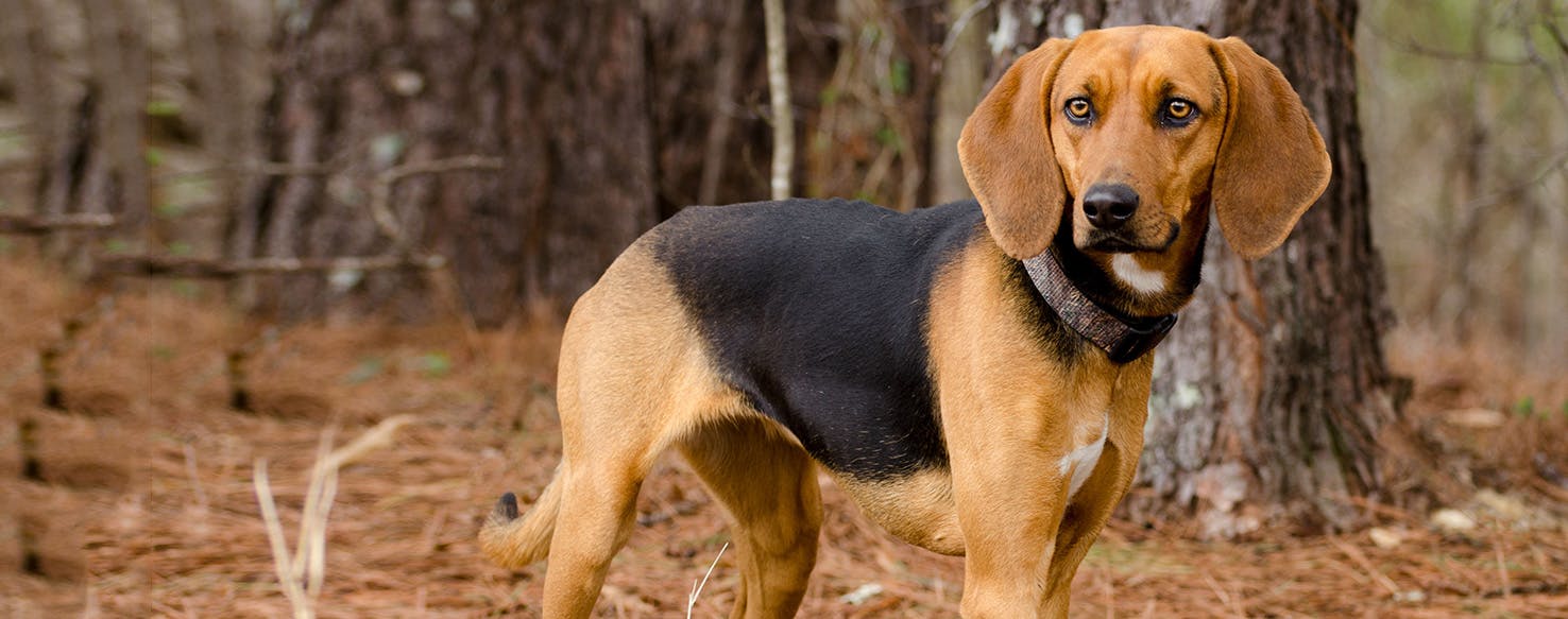 15-unbelievable-facts-about-treeing-walker-coonhound