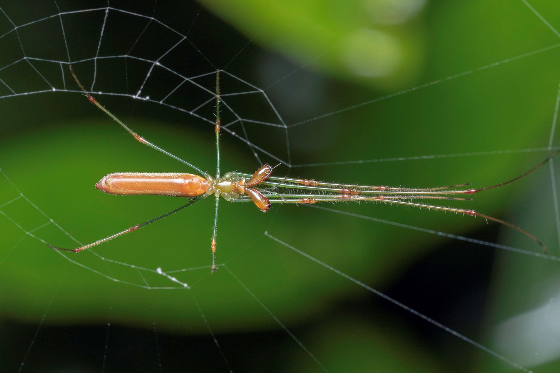 16-astonishing-facts-about-long-jawed-orb-weavers
