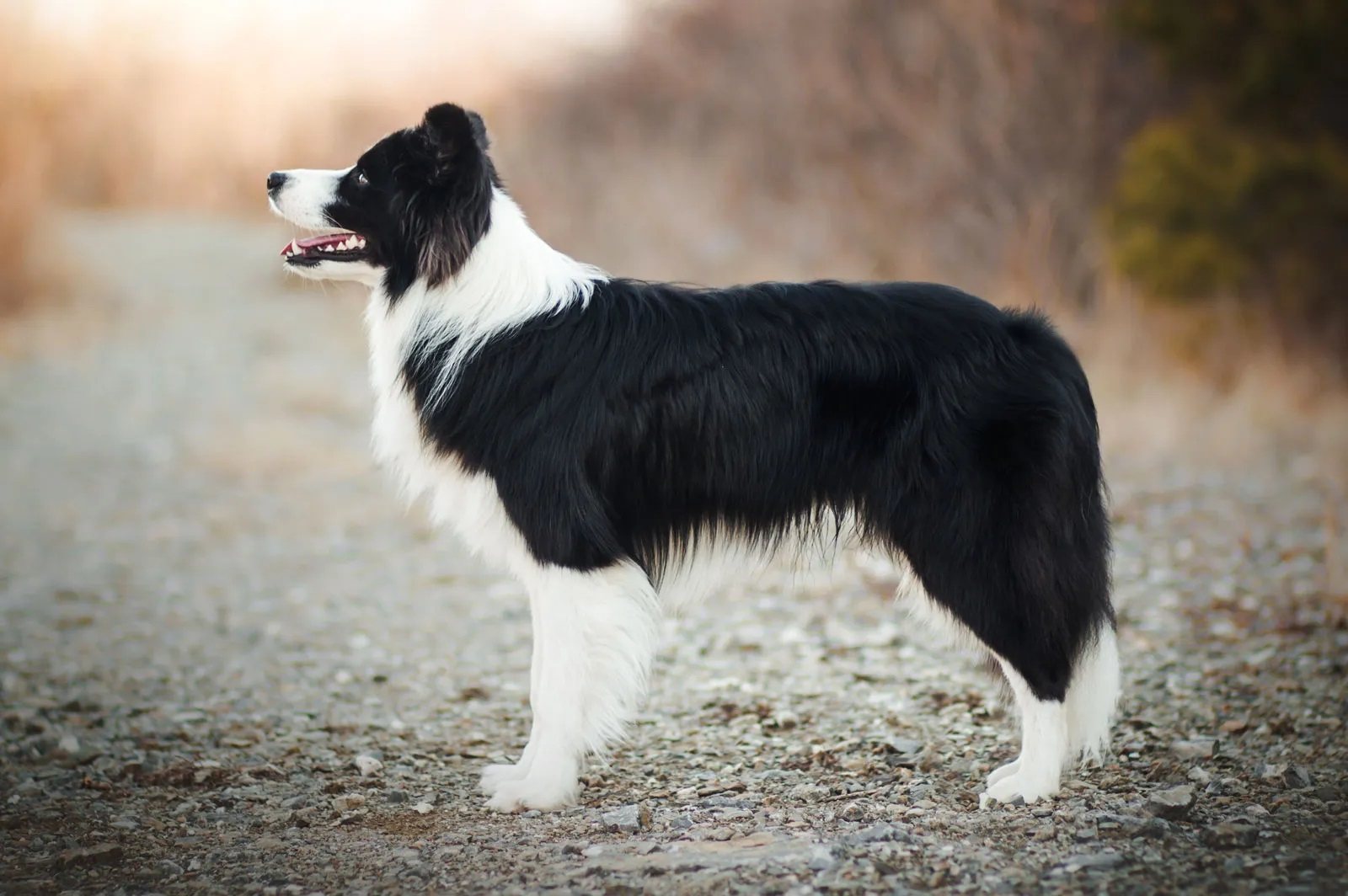 16-astounding-facts-about-cumberland-sheepdog