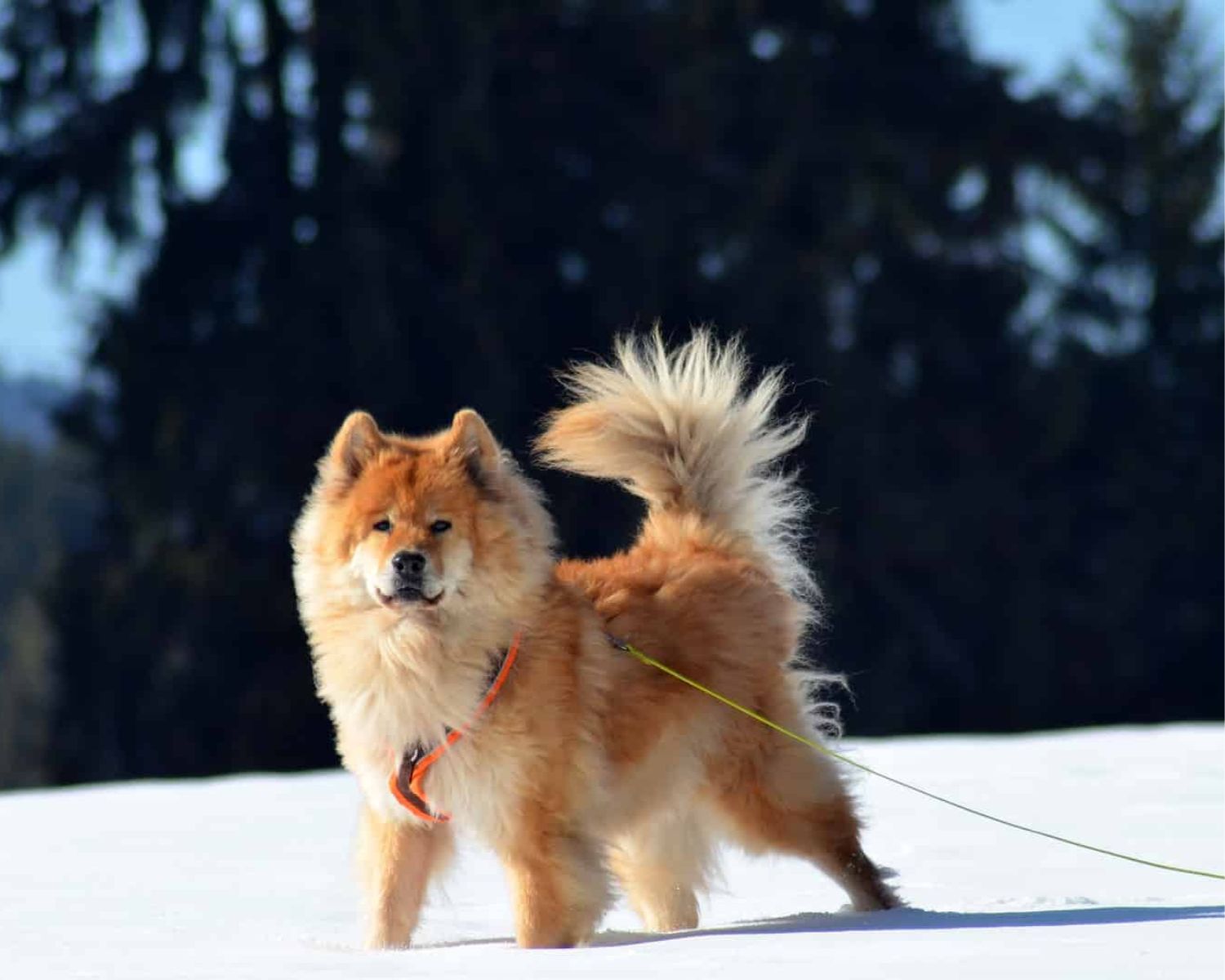 16-astounding-facts-about-eurasier