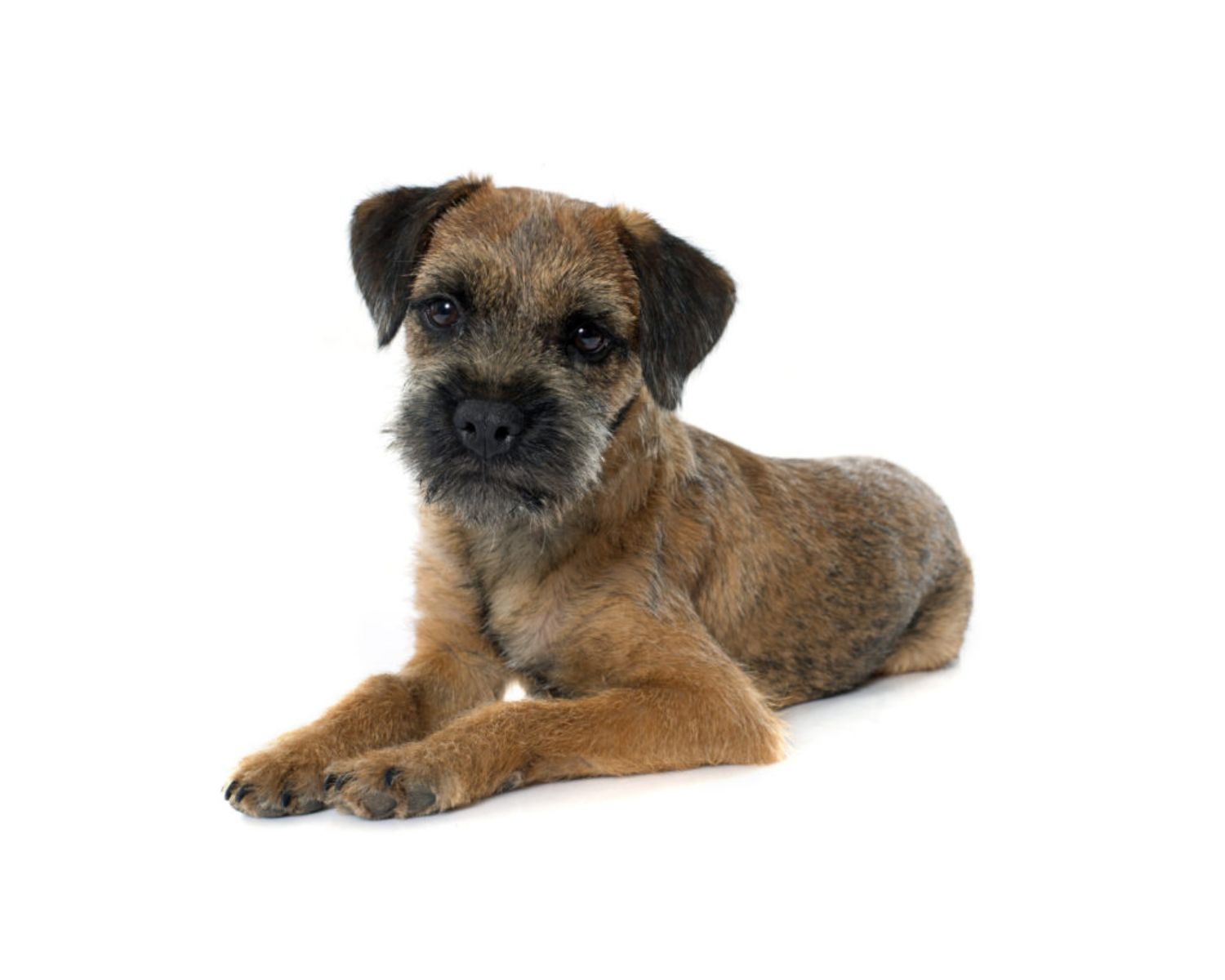 16-enigmatic-facts-about-border-terrier