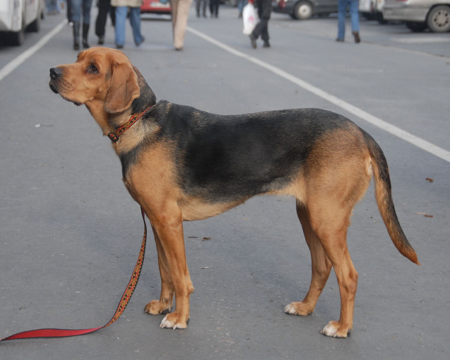 16-extraordinary-facts-about-polish-hound