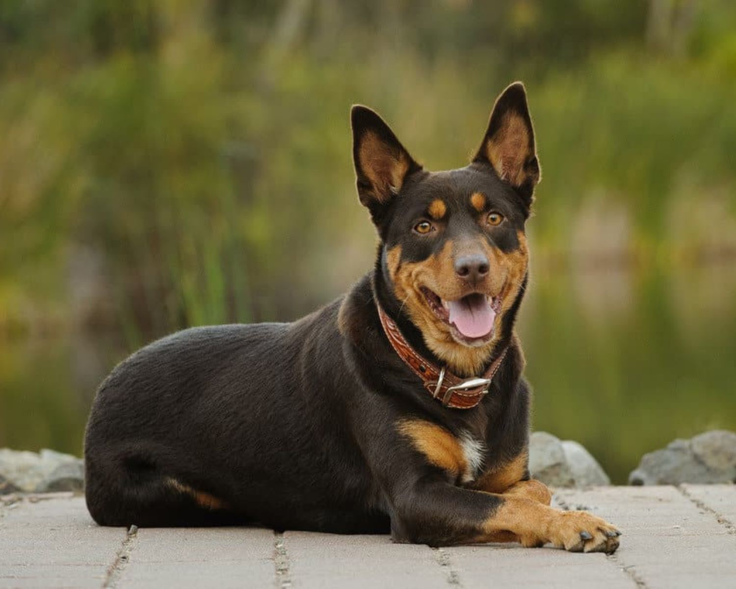 Dog Breeds Kelpie Cross At Susan Keefe Blog Dog Breeds Kelpie Cross At Susan Keefe Blog