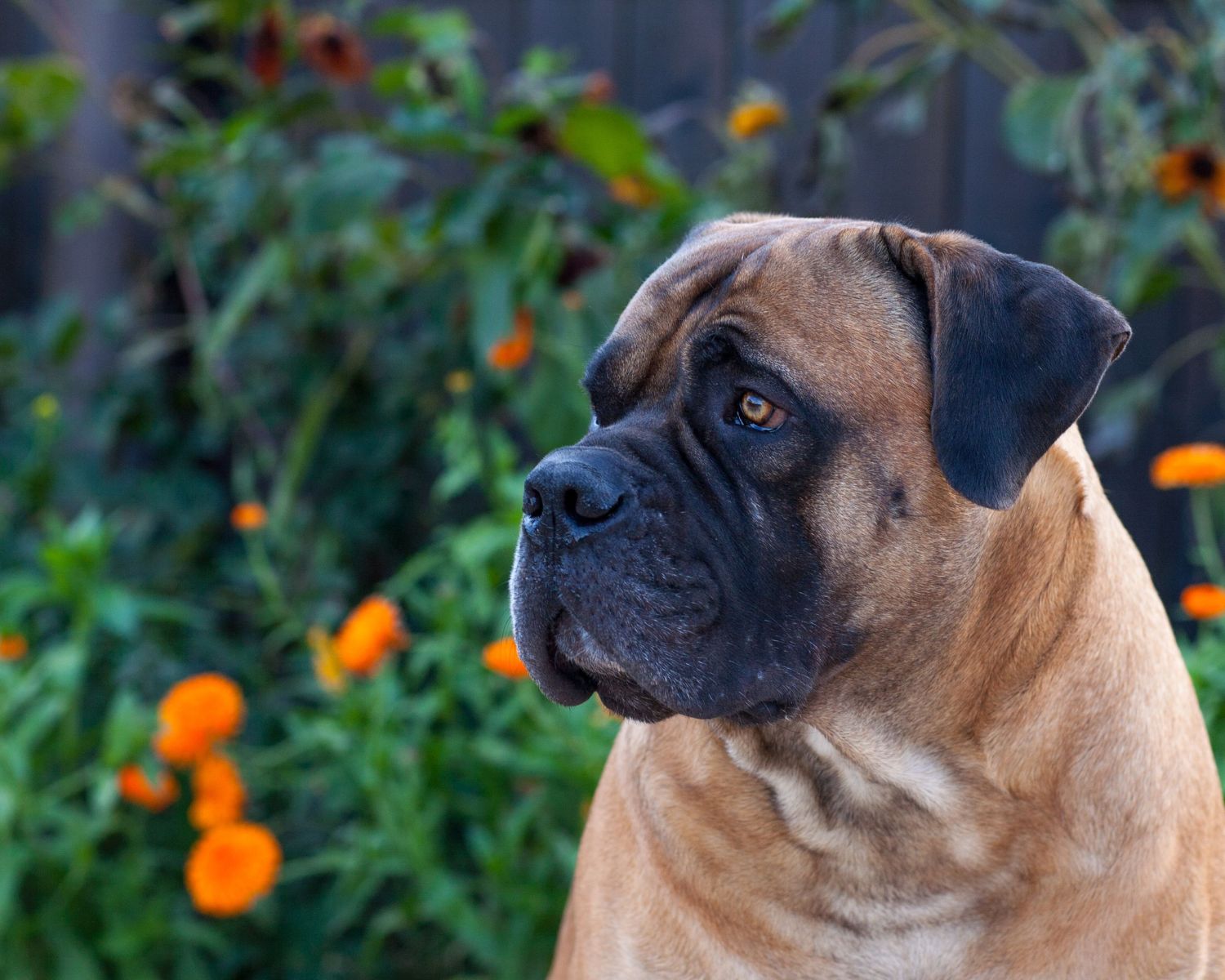 16-intriguing-facts-about-boerboel