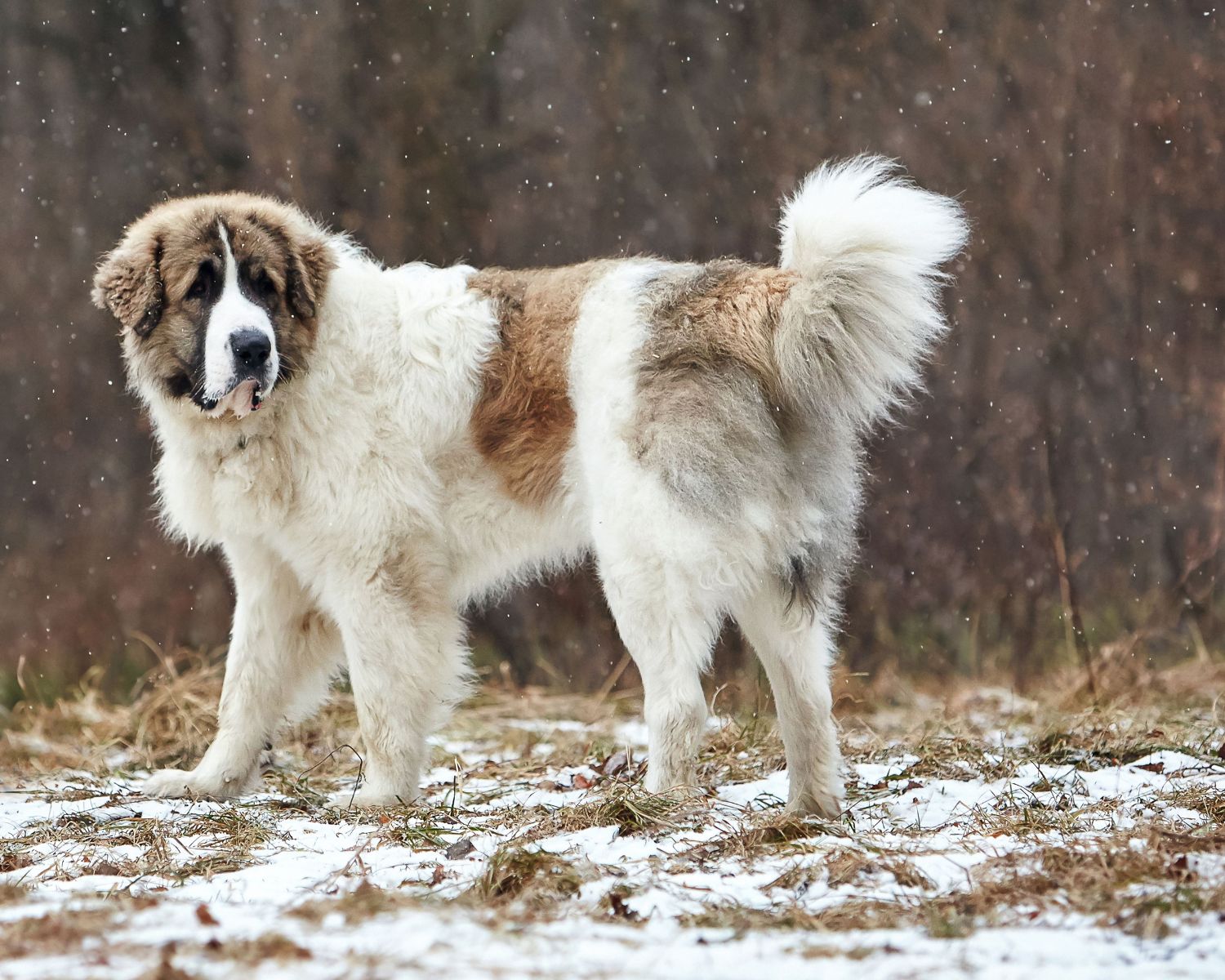 16-intriguing-facts-about-pyrenean-mastiff