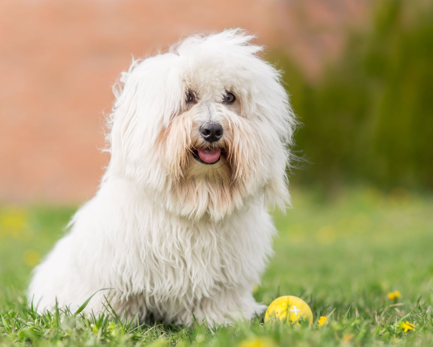 16-mind-blowing-facts-about-coton-de-tulear