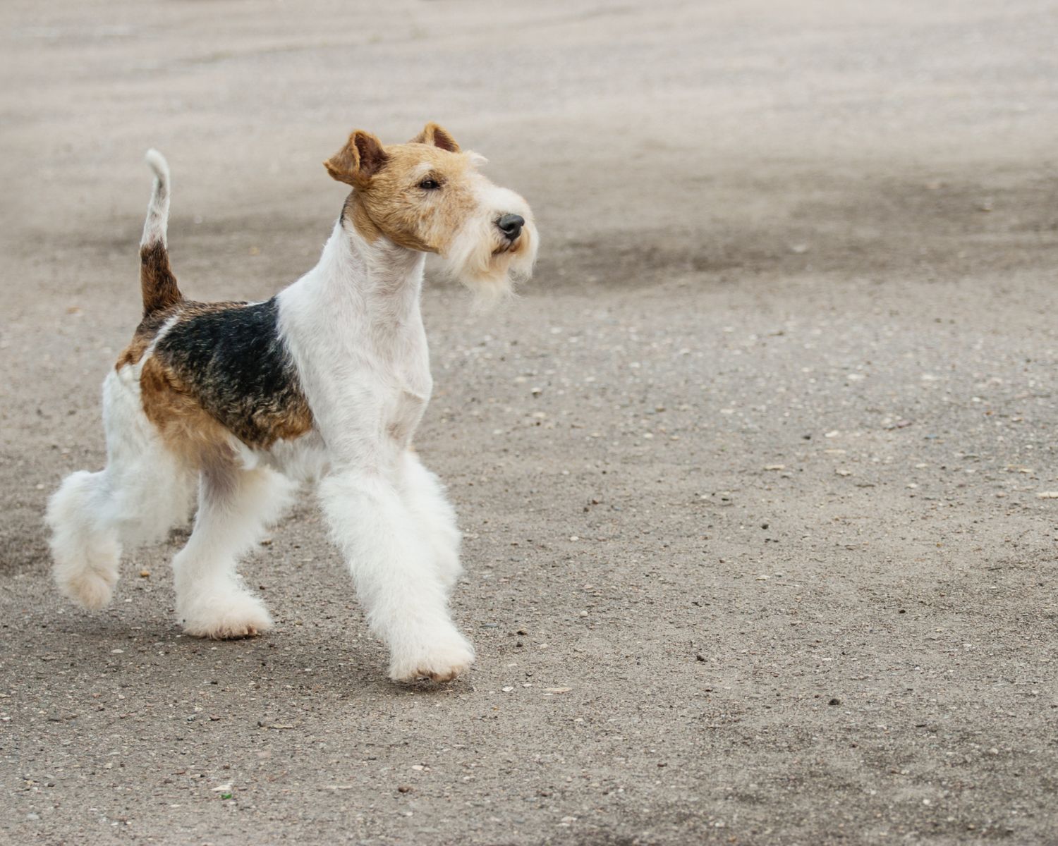 16-mind-blowing-facts-about-fox-terrier-smooth-wire