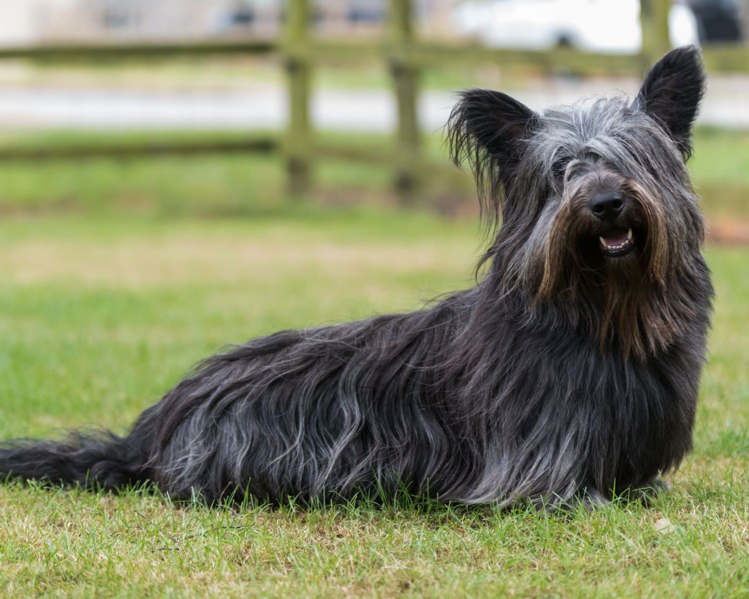 16-mind-blowing-facts-about-skye-terrier