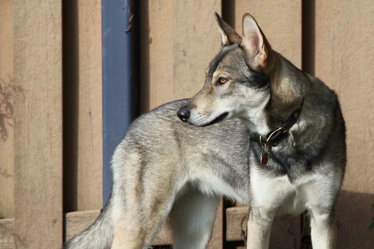 16-mind-blowing-facts-about-tamaskan-dog
