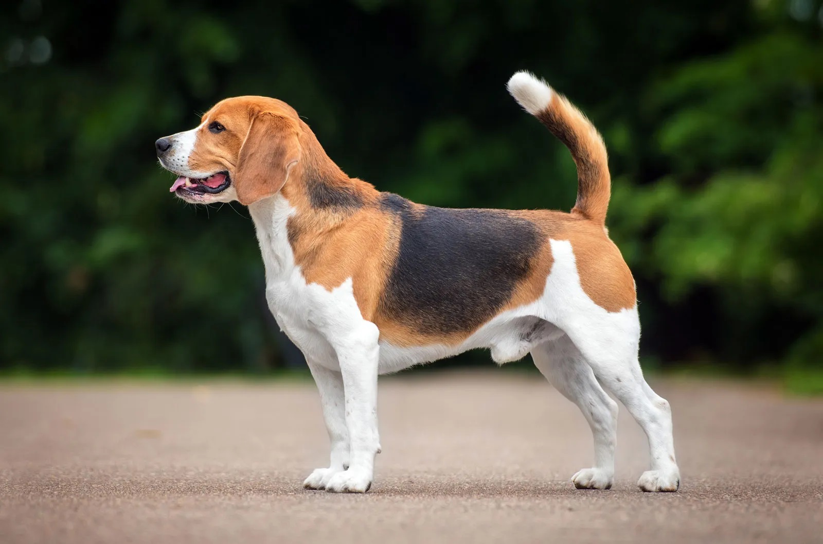 16 Unbelievable Facts About Basset Hound - Facts.net