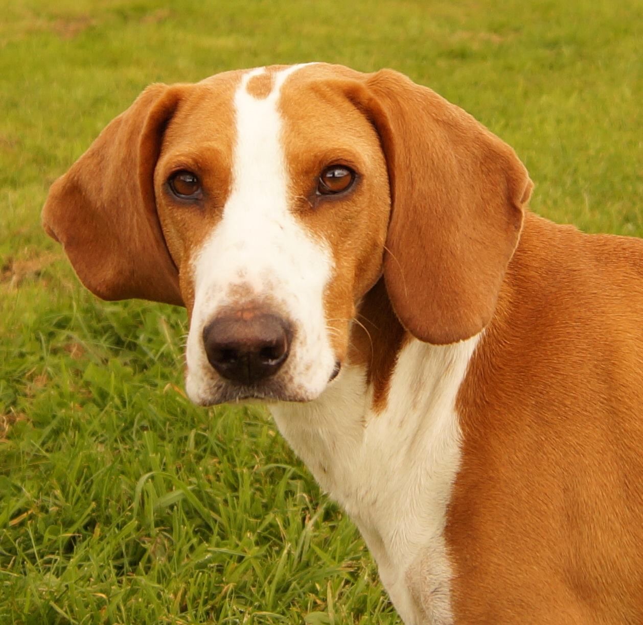 16-unbelievable-facts-about-posavac-hound