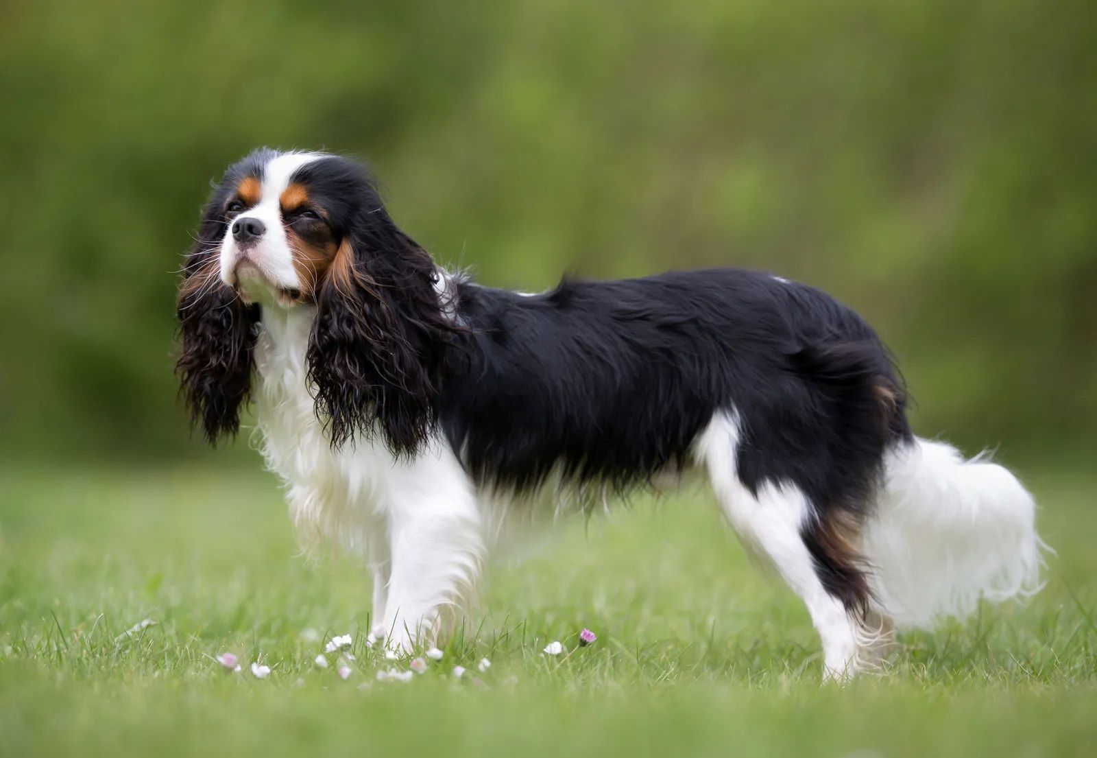 17-astonishing-facts-about-cavalier-king-charles-spaniel