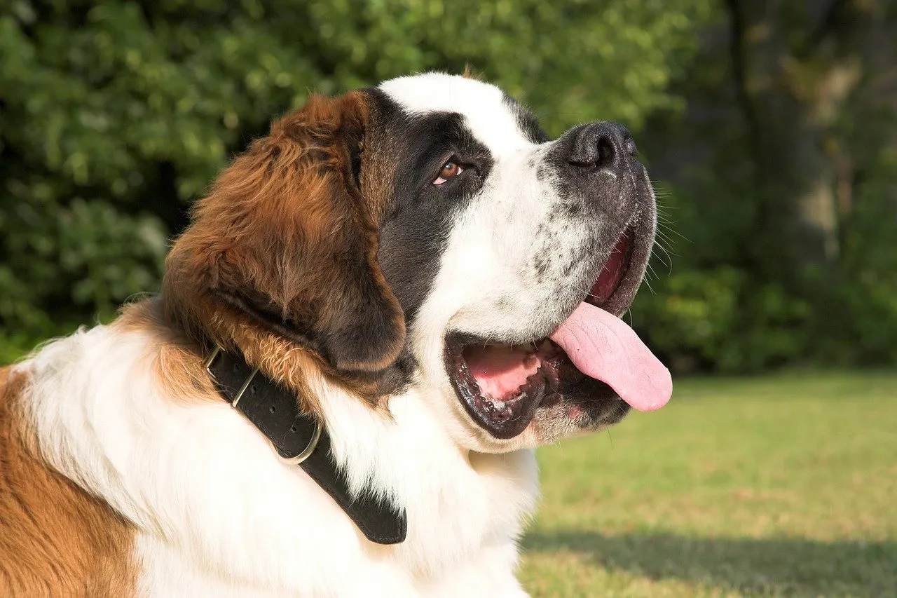 St bernard best sale double coat