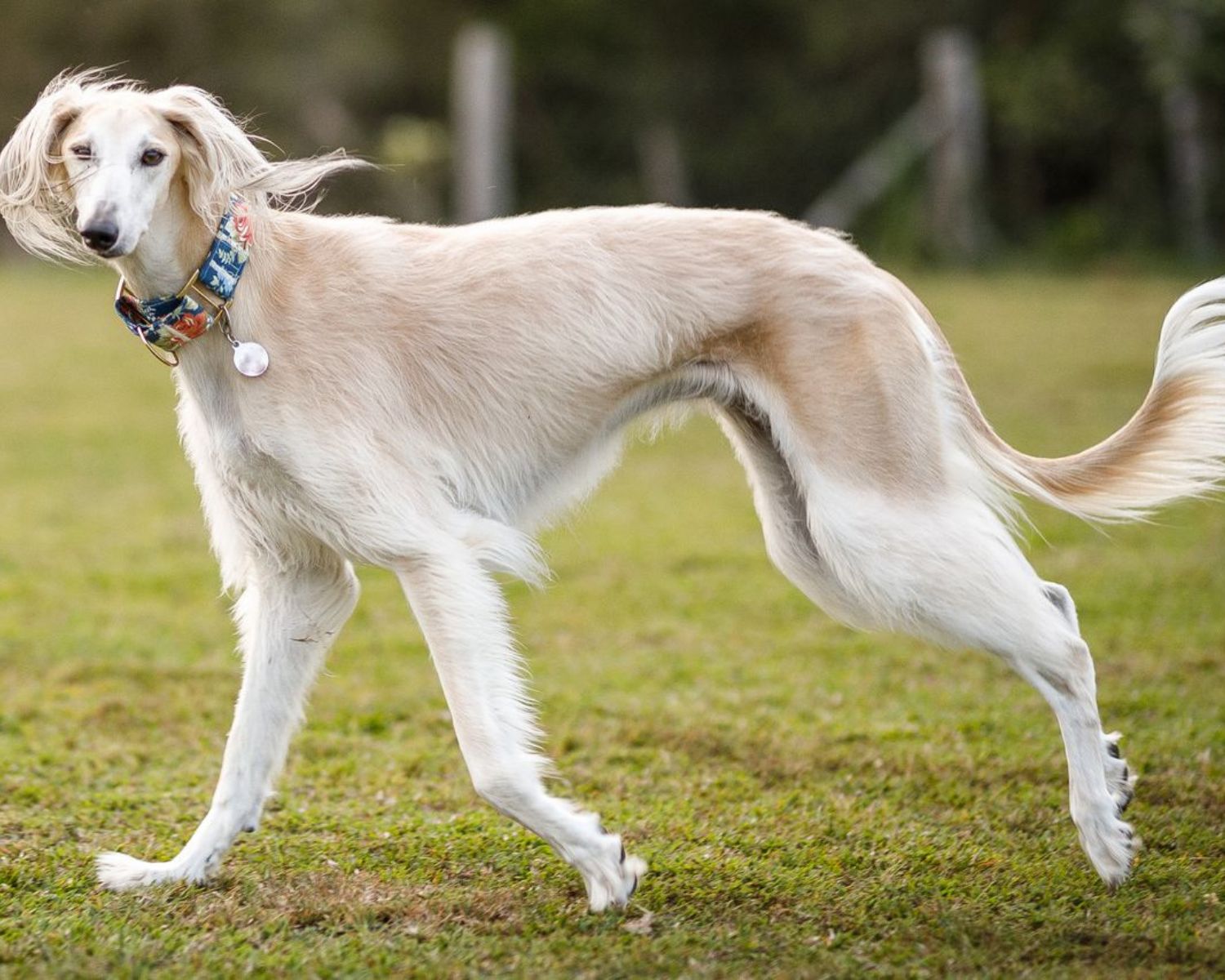 17 Astounding Facts About Saluki Facts 17 Astounding Facts About Saluki Facts