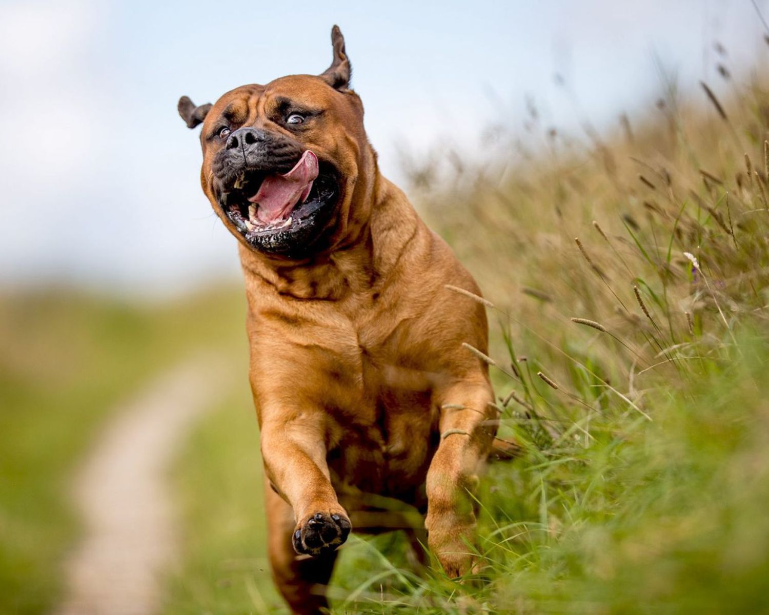 17-captivating-facts-about-bullmastiff