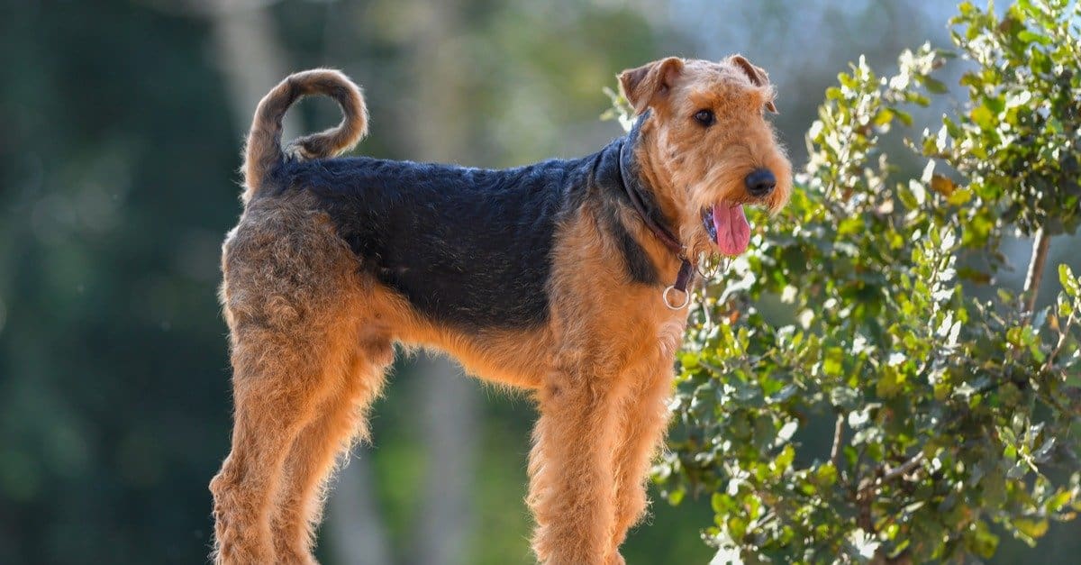 17-enigmatic-facts-about-airedale-terrier